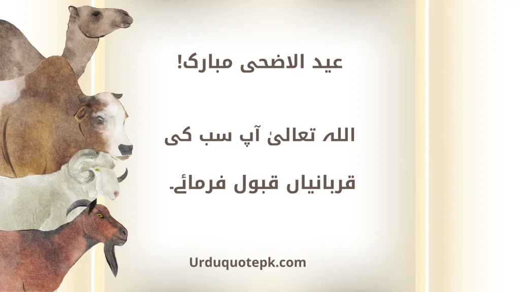 A Picture of Eid Ul Adha Animals with Eid Ul Adha Quotes In Urdu