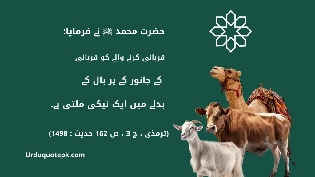 A Picture of Eid Ul Adha Animals with Eid Ul Adha Quotes In Urdu