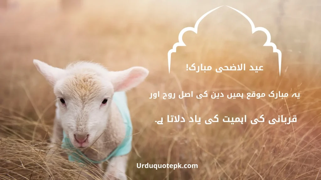 A Picture of goat with Eid Ul Adha Quotes In Urdu