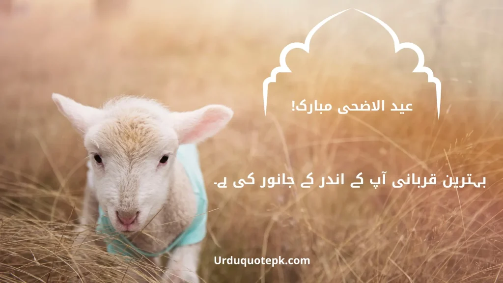 A Picture of goat with Eid Ul Adha Quotes In Urdu