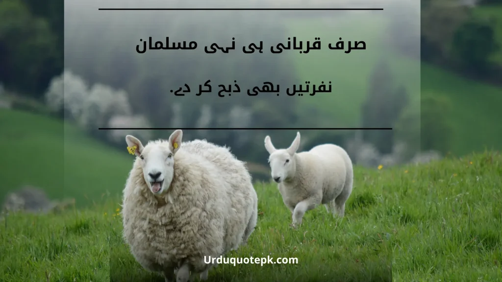 A Picture of two sheeps in grass with Eid Ul Adha Quotes in Urdu