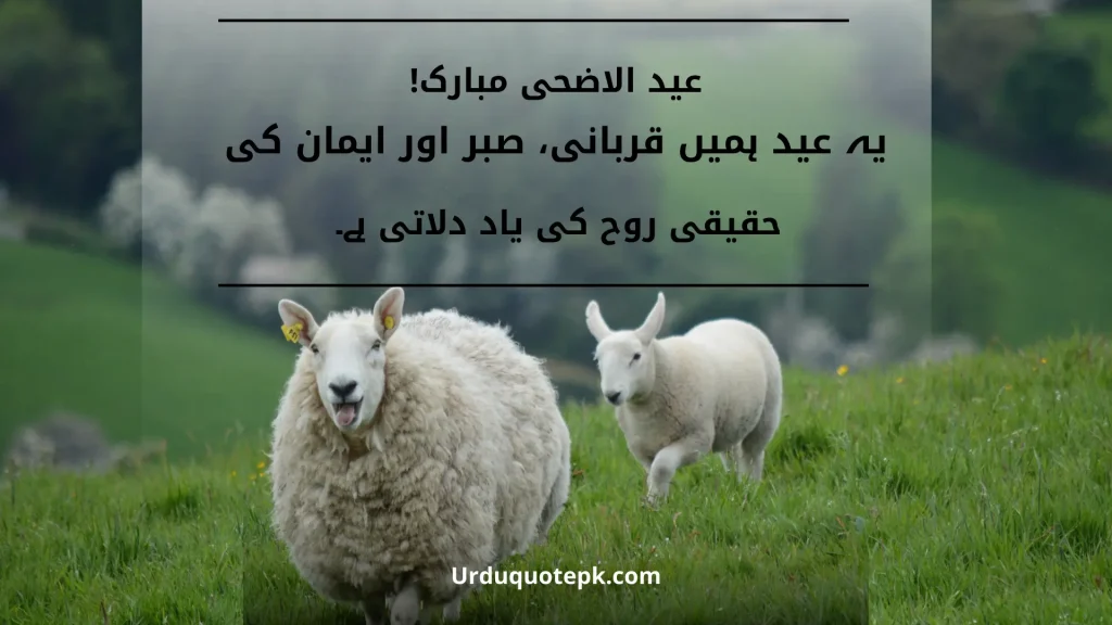 A Picture of two sheeps in grass with Eid Ul Adha Quotes in Urdu